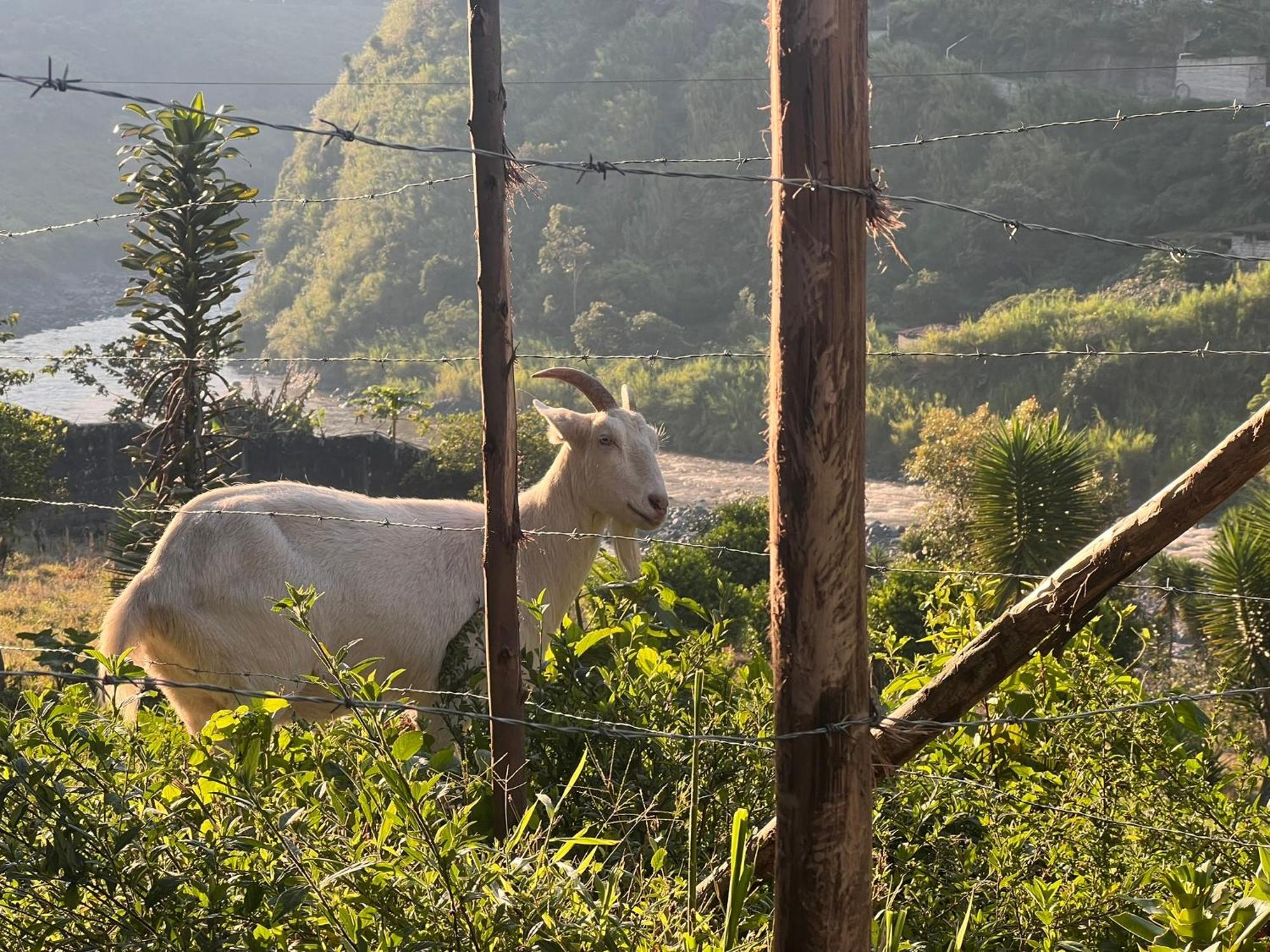 La Casa Verde Eco Guest House Baños Dış mekan fotoğraf